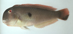 Two-Spot Razorfish photo 2