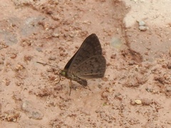 Riodininae
