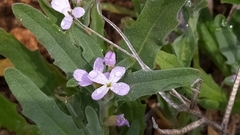 Matthiola parviflora