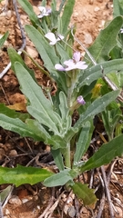 Matthiola parviflora