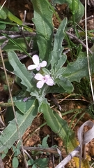 Matthiola parviflora