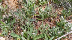 Matthiola parviflora