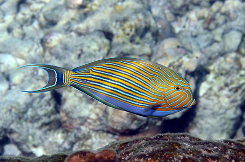 Striped Surgeonfish — seen at this dive site