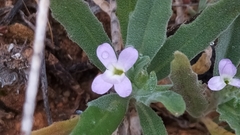 Matthiola parviflora