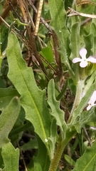 Matthiola parviflora