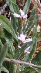 Matthiola parviflora