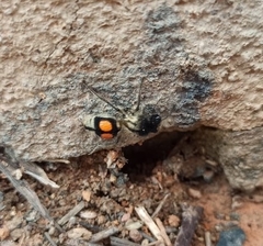 Hoplomutilla spinosa