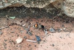 Hoplomutilla spinosa