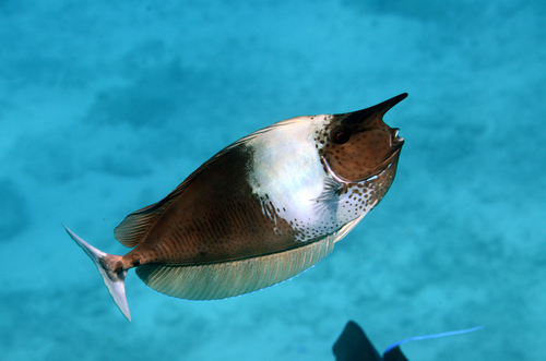 Paletail Unicornfish — seen at this dive site