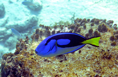 Paracanthurus hepatus