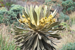 Espeletia hartwegiana