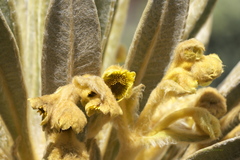 Espeletia hartwegiana