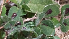 Medicago truncatula