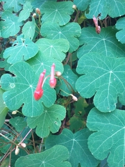 Tropaeolum tuberosum