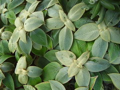 Strobilanthes gossypina