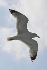 Larus michahellis