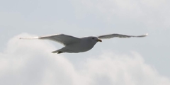 Larus michahellis