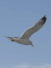 Larus michahellis