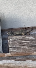 Leiocephalus carinatus