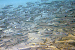 Atherinomorus lacunosus