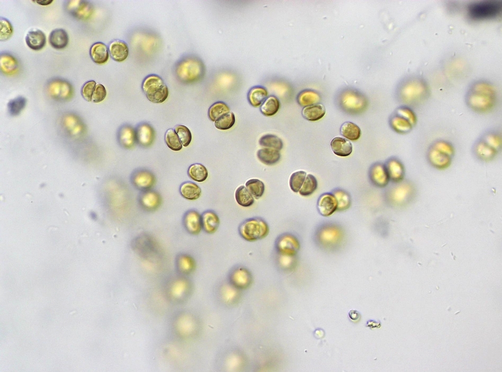 Chromulinales