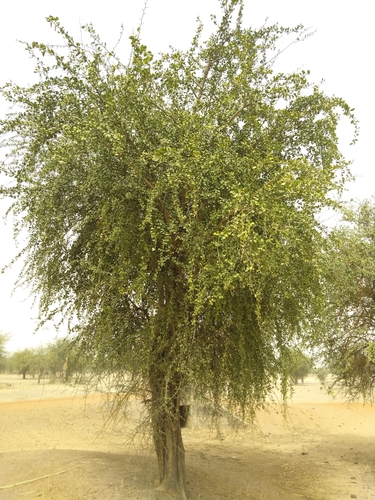 simple-thorned greenthorn