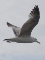 Larus