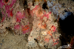 Abantennarius nummifer