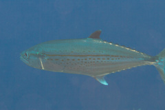 Scomberomorus regalis