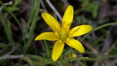 Gagea lutea