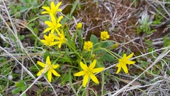Gagea lutea