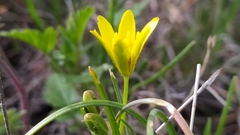 Gagea lutea