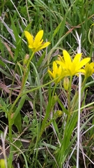 Gagea lutea