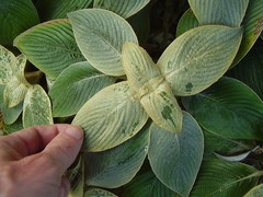 Strobilanthes gossypina