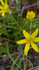 Gagea lutea