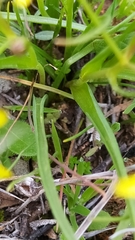 Gagea lutea