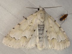 Acronicta innotata