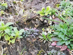 Draba verna