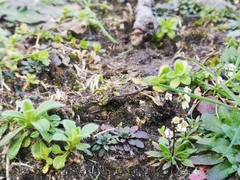 Draba verna