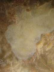 Aplidium glabrum