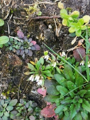 Draba verna