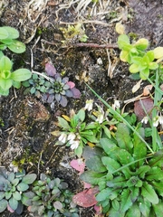 Draba verna
