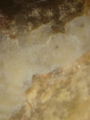 Aplidium glabrum