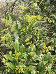 Anodendron affine