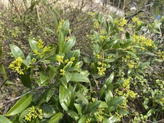 Anodendron affine