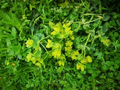 Euphorbia serrata
