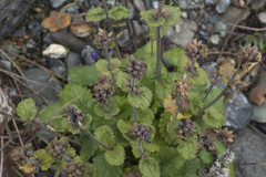 Dracocephalum imberbe