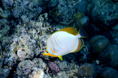 Chaetodon xanthocephalus