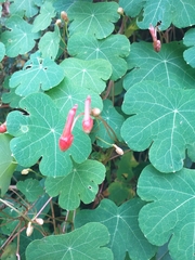 Tropaeolum tuberosum