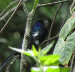 Thalurania watertonii